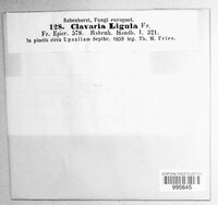 Clavariadelphus ligula image
